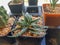 Popular indoor plants elements and succulents rosettes varieties including pin cushion cactus realistic collection