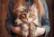 Popular Maine Coon playful kitten cat breed