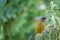 Popular New Zealand bird in nature forest.