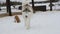 Popular northern sled dog breed. Slow motion 4K footage.