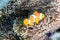 A popular orange and white aquarium fish known as Clown Anemonefish