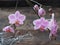 The popular orchid Phalaenopsis pink.This fantastic beautiful plant is characterized by its floral splendor