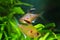 Popular ornamental blackwater fish bleeding heart tetra, Hyphessobrycon socolofi, originated from Rio Negro, Amazonia