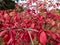 Popular ornamental plant winged spindle (Euonymus alatus Siebold) with pink and red leaves