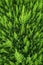 Popular ornamental plants green juniper.