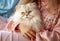 Popular Persian playful kitten cat breed