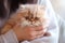 Popular Persian playful kitten cat breed