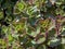 Popular succulent groundcover sedum spurium