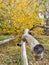 Popular tree used for portraits in a autumn city park