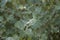 Populus alba silver foliage