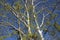 Populus alba tree in bloom