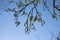 Populus alba tree in bloom