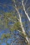 Populus alba tree in bloom