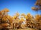 populus euphratica forest