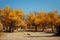 Populus euphratica forest