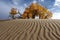 Populus euphratica in Qinghai