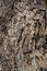 Populus Nigra or Black Poplar Tree Bark or Rhytidome Texture Detail