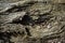 Populus Nigra or Black Poplar Tree Bark Texture Detail