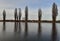 populus nigra italica or black poplar on the shore Elbe forms a beautiful silhouette vertical habitus is reflected on the surface