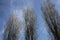 Populus nigra italica silhouette
