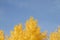 Populus nigra yellow autumnal foliage