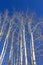 Populus tremula aspen trees at winter, Finland