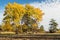 Populus tremula common aspen eurasian aspen European