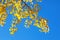 Populus tremula common aspen european aspen quaking