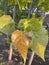 Populus Ã— canadensis Moench Planted in spring