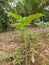 Porang plant Amorphophallus also known as konjac elephant yam konjak, Konjaku, Konnyaku Potato, devil tongue, voodoo lily