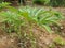 Porang plant Amorphophallus also known as konjac elephant yam konjak, Konjaku, Konnyaku Potato, devil tongue, voodoo lily