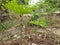 Porang plant Amorphophallus also known as konjac elephant yam konjak, Konjaku, Konnyaku Potato, devil tongue, voodoo lily