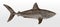 Porbeagle, lamna nasus, a critically endangered shark in side view