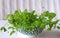 Porcelain bowl with fresh chickweed Stellaria media on a wooden white table. . Young taste very gently with flavor of nuts. You ca