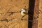 Porcelain Donut Insulator for electric fence wired onto a rusty metal post with an electric wire wrapped around it above barbed