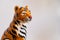 Porcelain figurine of a tiger in profile. Souvenir products with the symbol of 2022