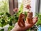 Porcelain figurines of cats in men's and women's costumes on a woman's hand against the backdrop of