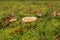 Porcelain fungi in a green moss field