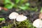 Porcelain fungus, or beech tuft