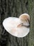 Porcelain fungus growing on a beech tree in autumn