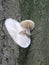 Porcelain fungus growing on beech tree bark