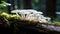 the Porcelain Fungus growing on a decaying log in a vibrant