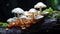 the Porcelain Fungus growing on a decaying log in a vibrant