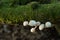 Porcelain fungus growing on a fallen branch