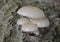 Porcelain Fungus - Oudemansiella mucida