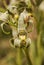 Porcelain or Mosaic Orchid, Chloraea Magellanica, Torres del Paine National Park, Patagonia Chile