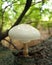 Porcelain mushroom in the forest
