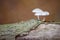 Porcelain mushrooms on old beech trunk on forest floor