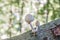 Porcelain mushrooms Oudemansiella mucida on a oak log in a forest