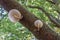 Porcelain mushrooms Oudemansiella mucida on a oak log in a forest